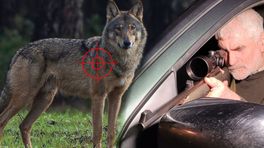 Hoe schiet je een wolf? Cursus voor jagers in de maak