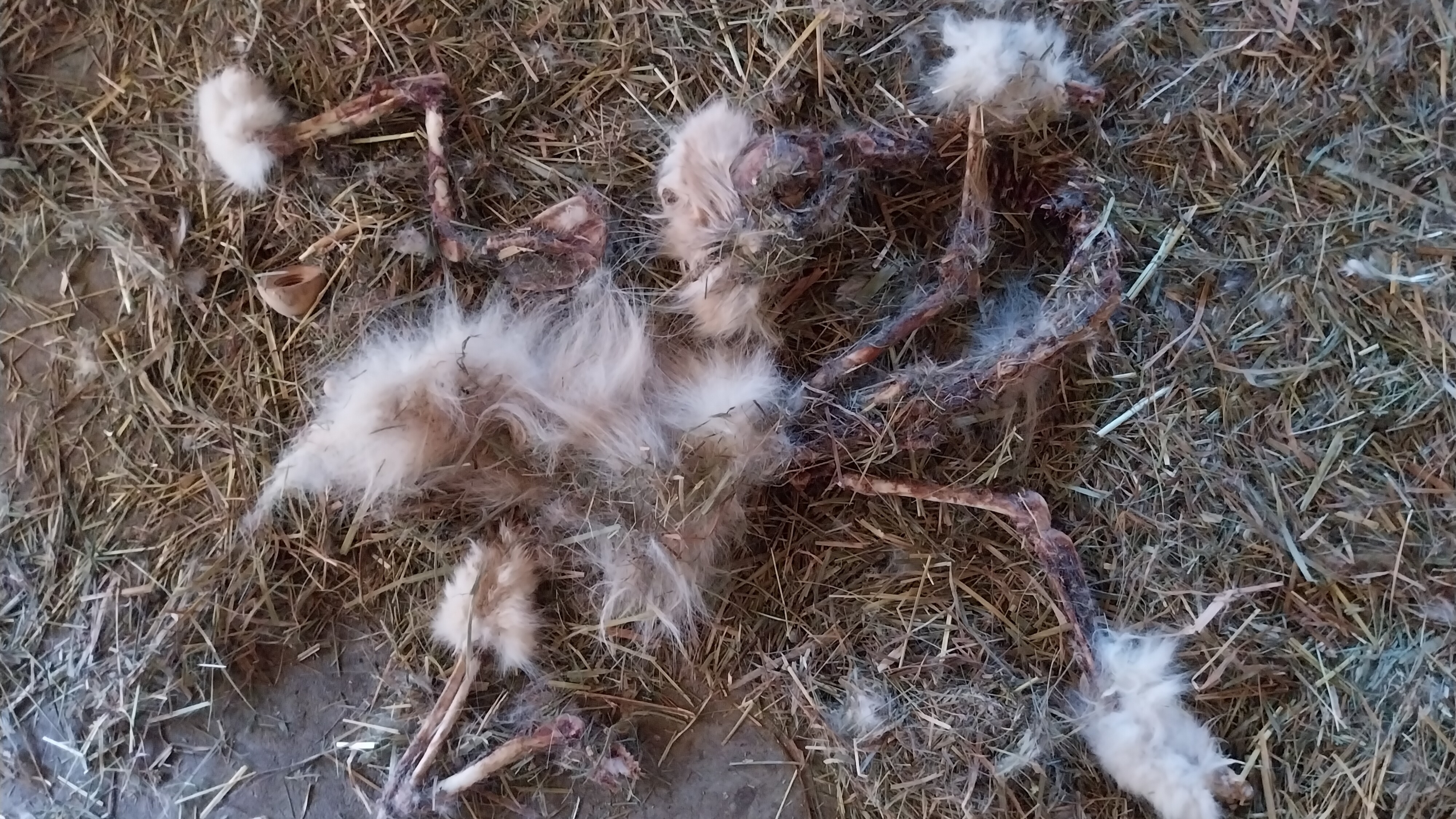 Het karkas van een kat dat werd gevonden