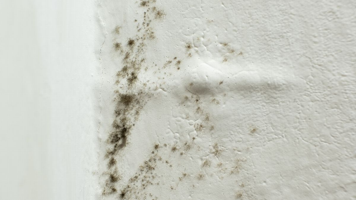 Schimmelprobleem bij basisschool in Franeker: leerlingen krijgen thuisonderwijs en vrije dagen