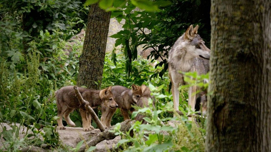 Wolf met welpen op de Veluwe