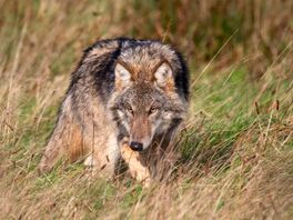 Zo denken Drenten over de wolf, de Lelylijn en migratie