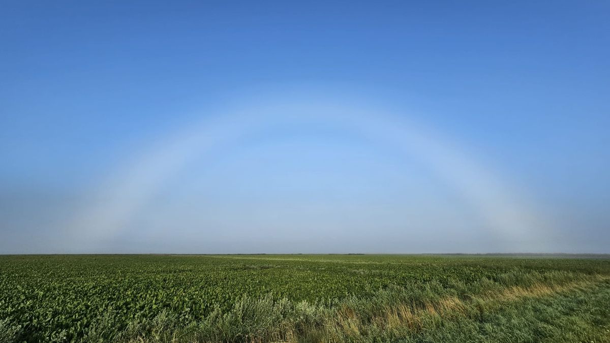 Mist zorgt voor bijzonder natuurverschijnsel bij Appingedam: 'Dit zie je niet zo vaak'