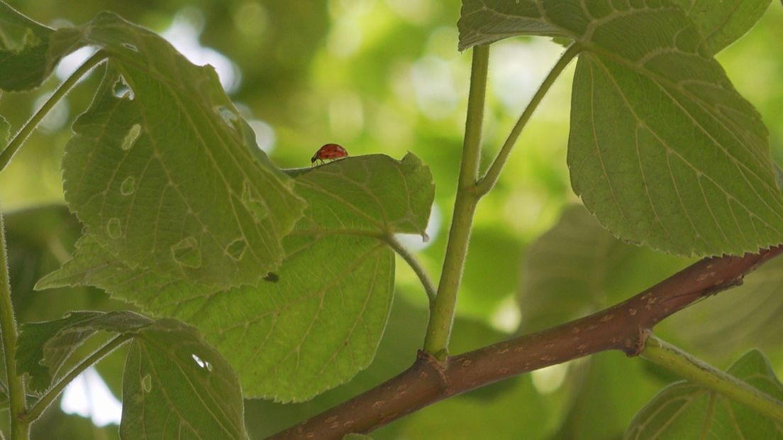1,1 miljoen bomen erbij is goed voor vogels, insecten en de biodiversiteit