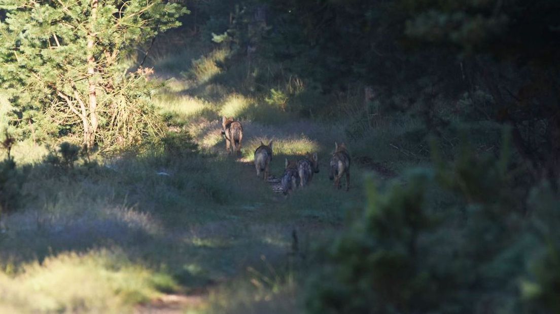 Vier wolvenwelpen en een volwassen wolf op de Veluwe.