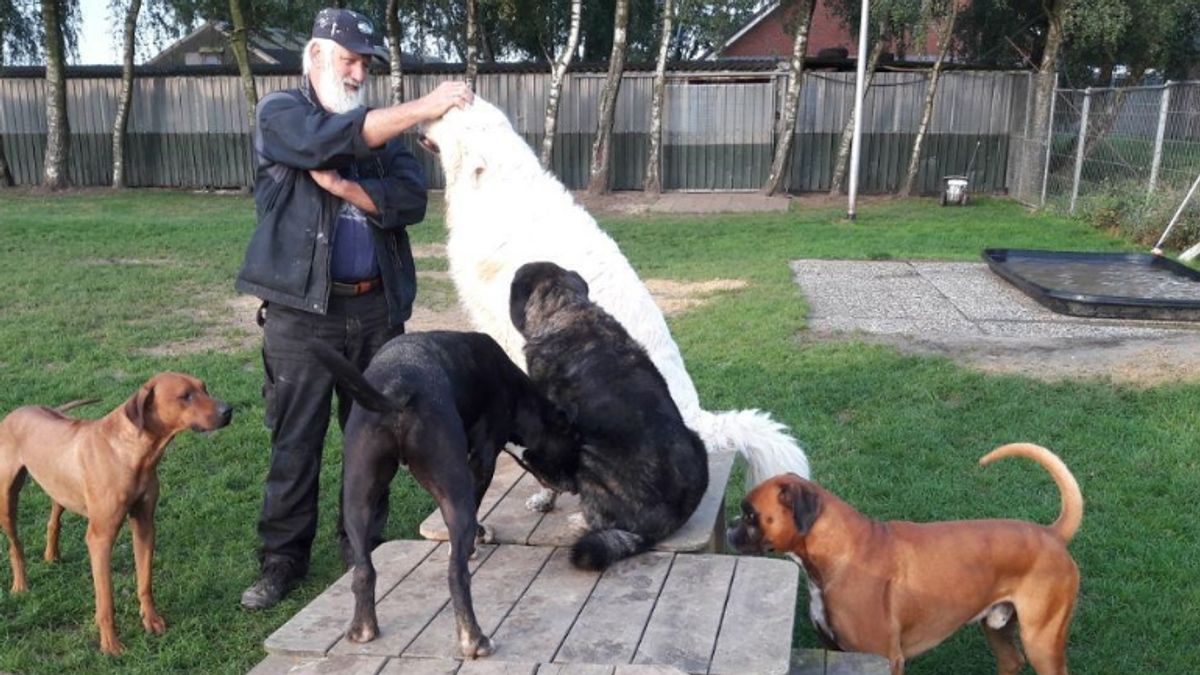Dick en Truus willen dierenpension in Roswinkel verkopen: 'Het is nou wal mooi west'