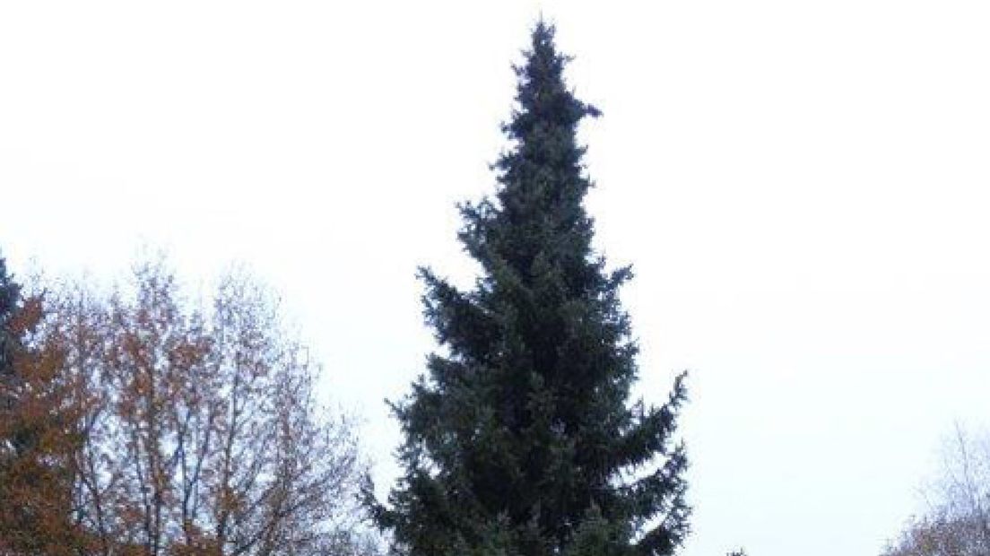Aangeboden: 14 meter hoge dennenboom