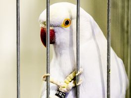 Drie maanden cel voor vogelhandelaar uit Rolde: 'Katten hadden vrij toegang tot de kooi'
