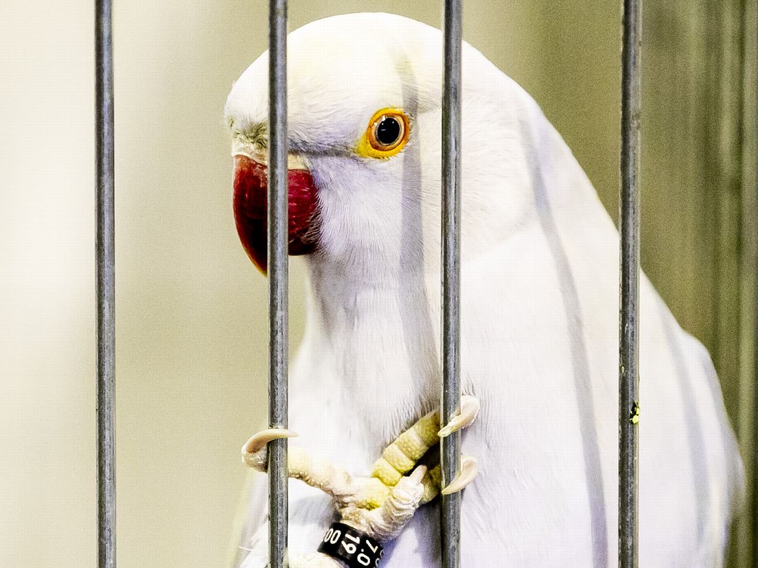 Drie maanden cel voor vogelhandelaar uit Rolde: 'Katten hadden vrij toegang tot de kooi'
