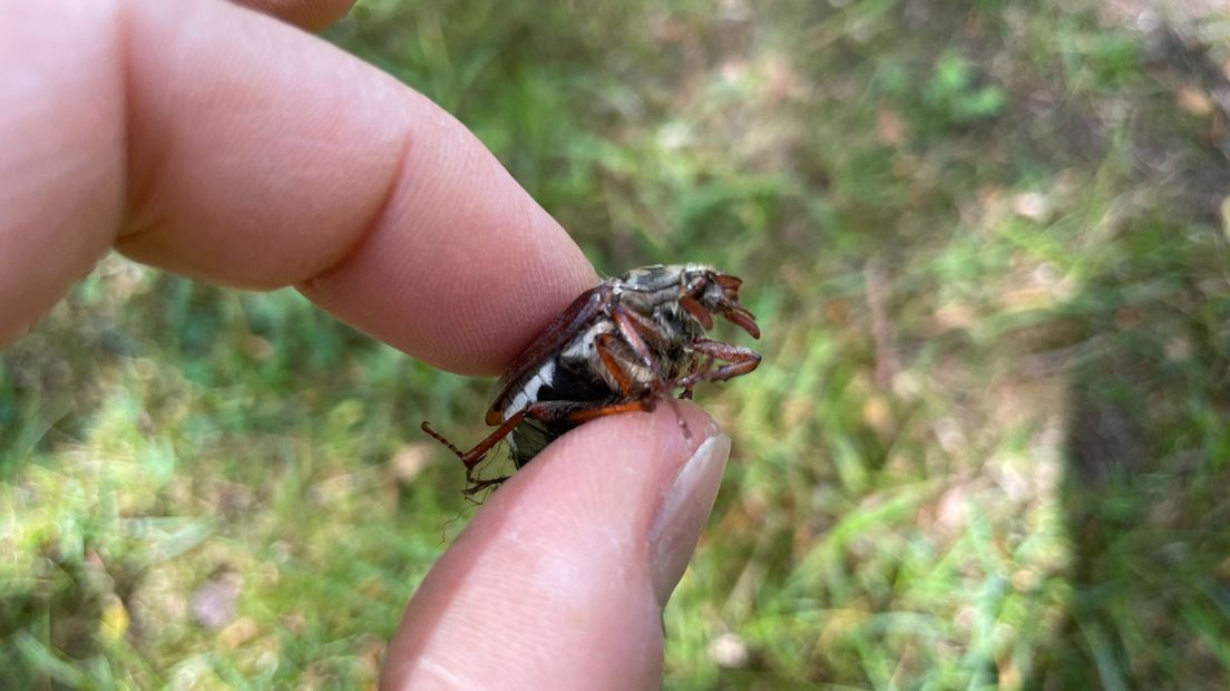 Meikevers en vooral hun larven kunnen grote schade aanrichten aan tuinen en parken