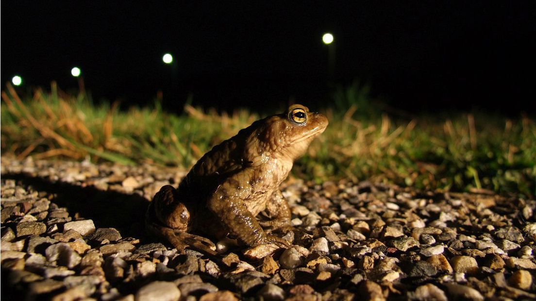 Tijdens de paddentrek steken padden de weg over op zoek naar water (Rechten: Freenatureimages/Rudmer Zwerver)