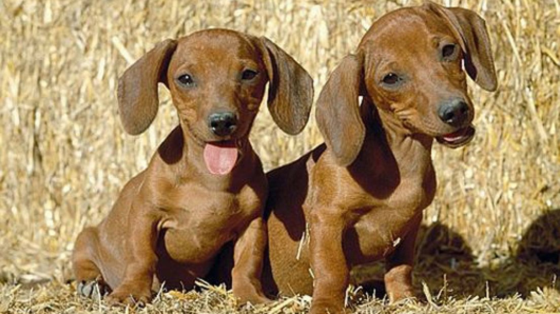 Hondenbrokkenhype: hoe giftig 'voer' een staartje kreeg