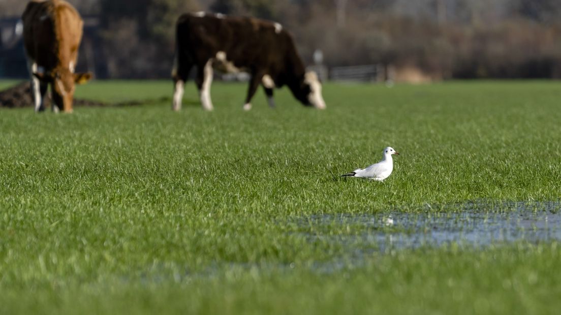 Grondwater komt aan de oppervlakte in een weiland