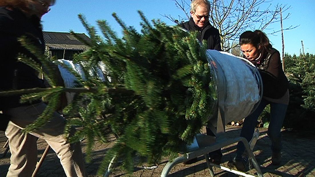 Mensen kiezen al vroeg een kerstboom uit.