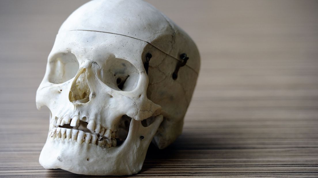 Een model van een menselijke schedel