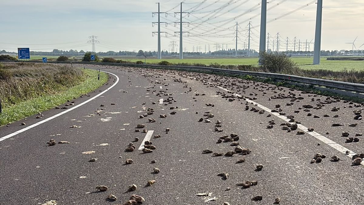 Honderden suikerbieten zorgen voor afsluiting weg bij knooppunt De Poel; tot 20.00 uur dicht
