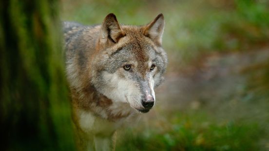 Mag De Hoge Veluwe wolven schieten? 'Elke wolf kan een probleemwolf worden'