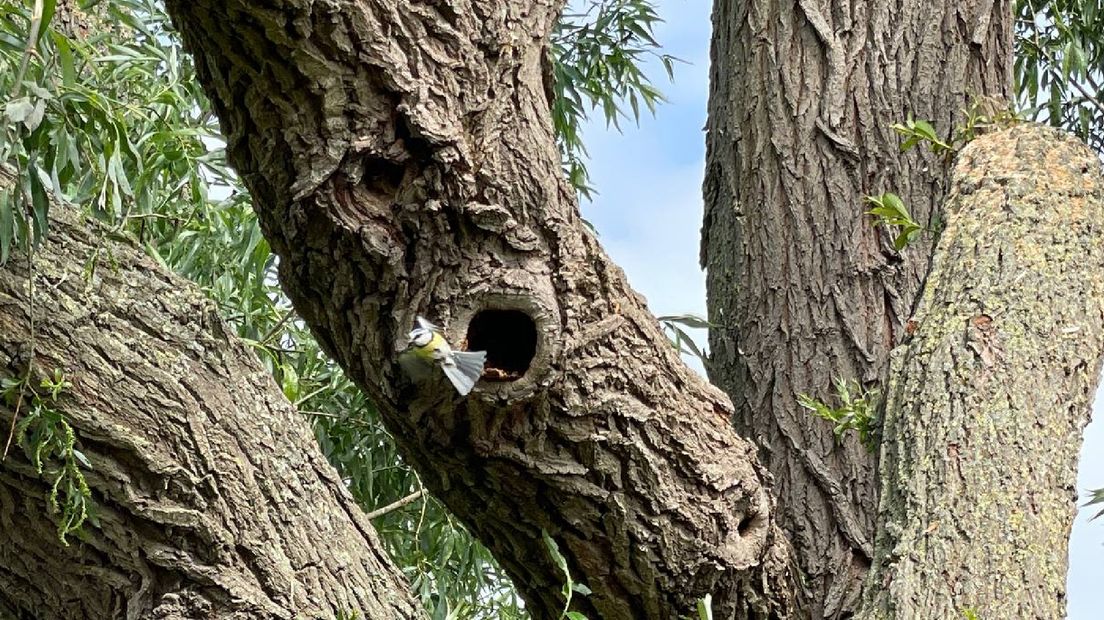 In de holte van de boom zit ook een vogelnest