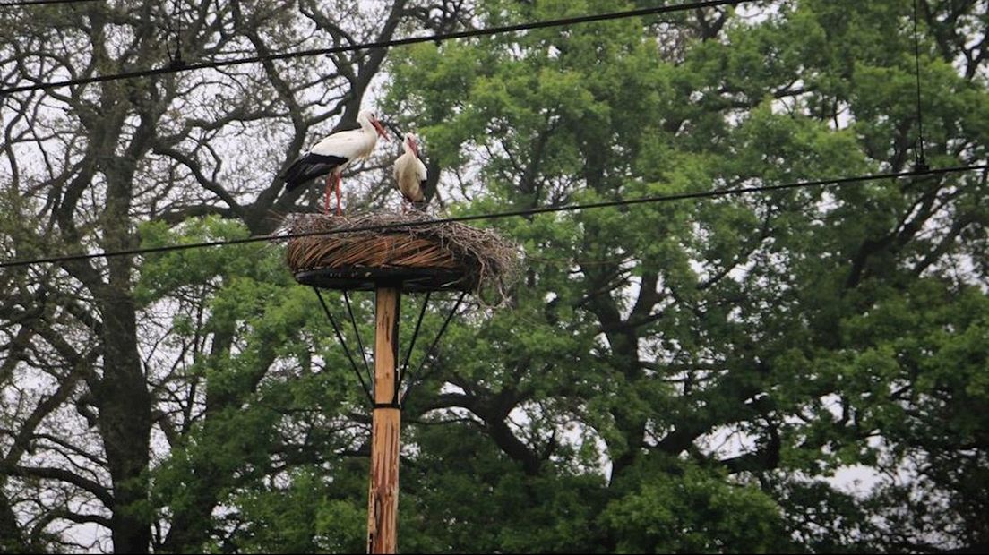 'Nieuwe' ooievaars op het beroemde nest
