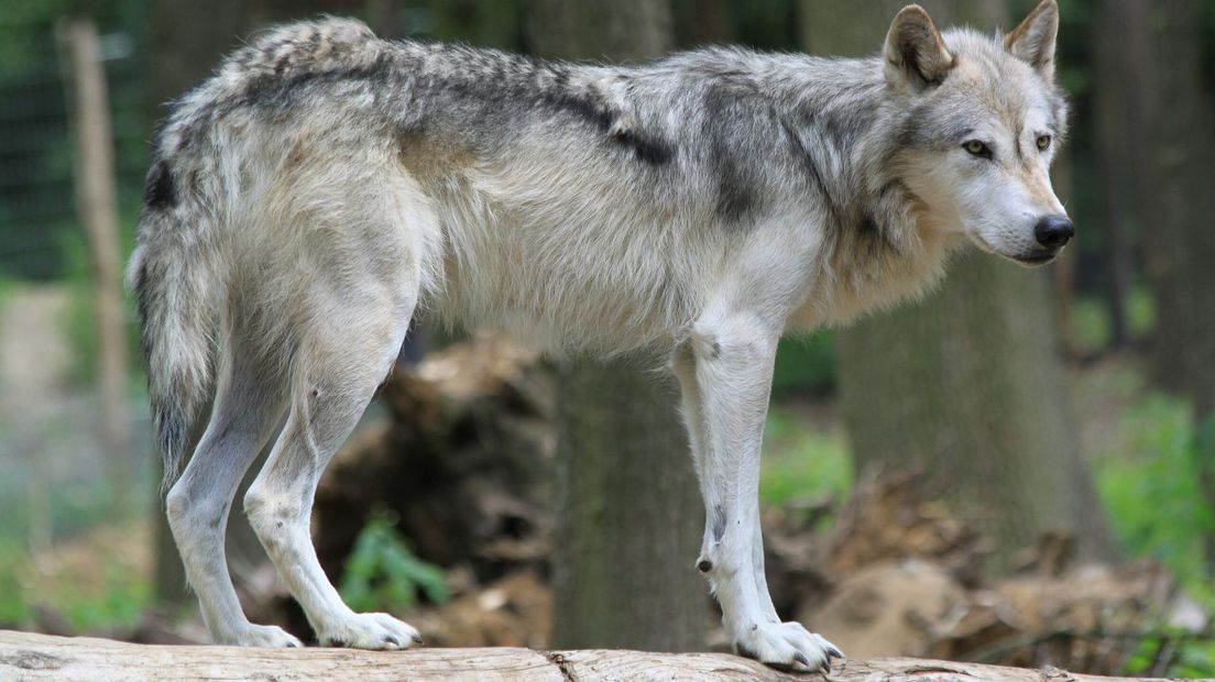 Wolf in Ernstbrunn, Oostenrijk