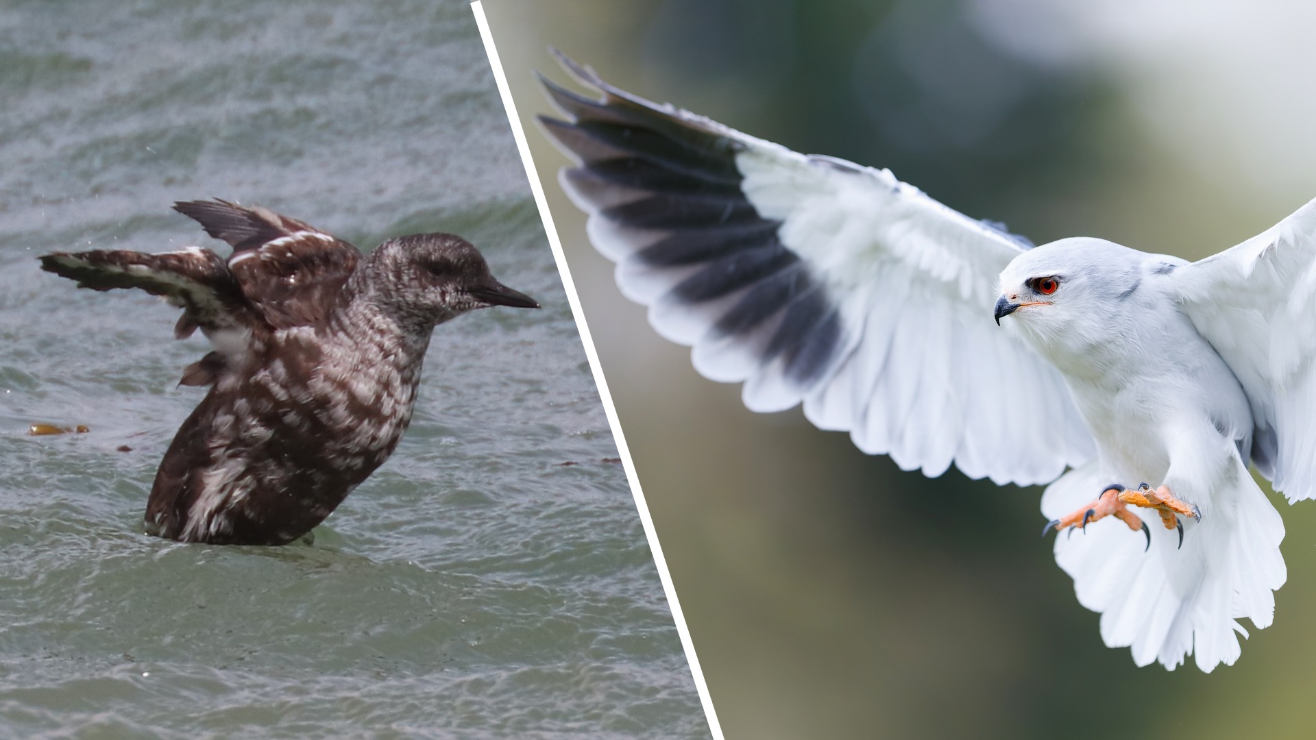 Jackpot voor vogelaars: zwarte zeekoet én grijze wouwen duiken op in Zeeland