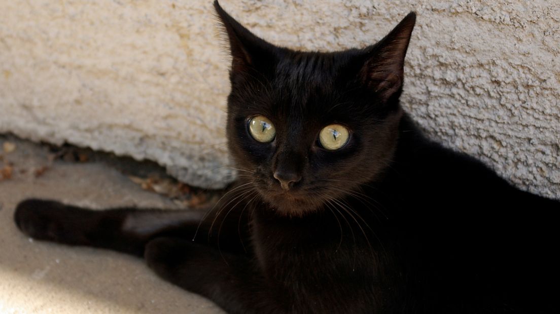 Zwarte kat, vrijdag de dertiende, pech