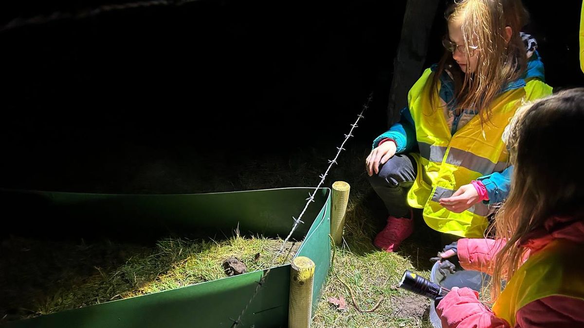 Met emmer en zaklamp: Adri redde al 35 jaar padden in Hengelo