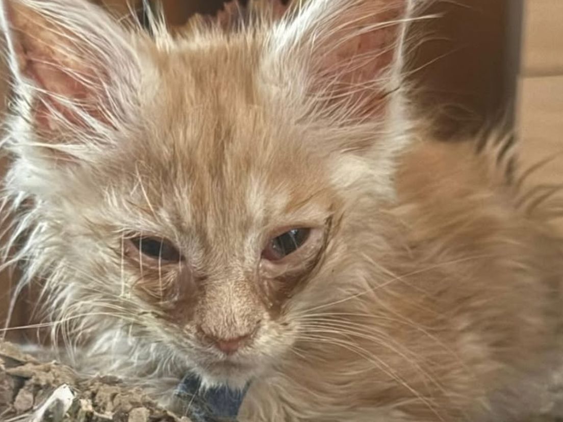 Sommige katten waren er ernstig aan toe.