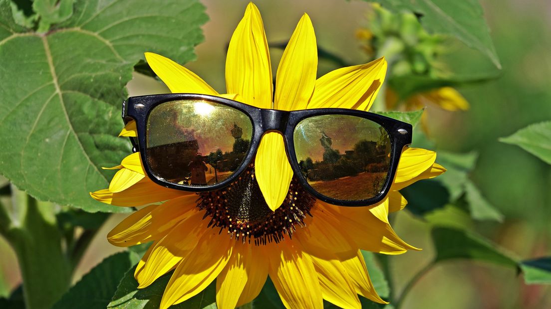 Deze zonnebloem is er klaar voor