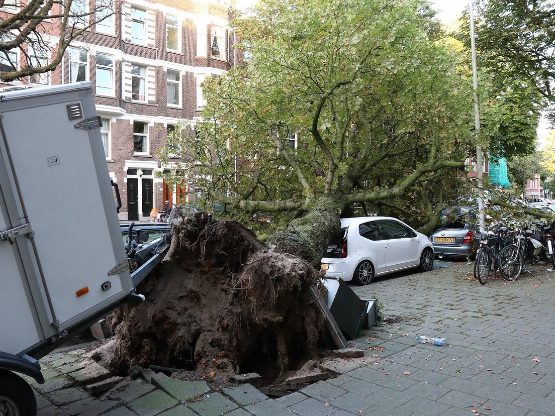 De omgevallen boom op de Burgemeester Meineszlaan in Rotterdam