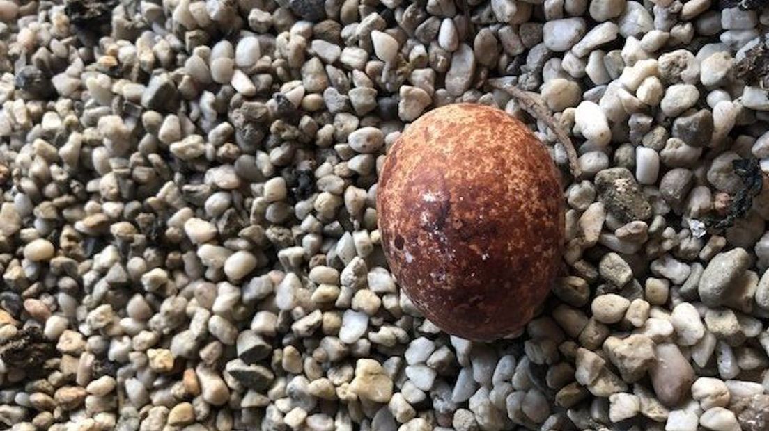 Op het dak van de Stevenskerk werd het ei gevonden.