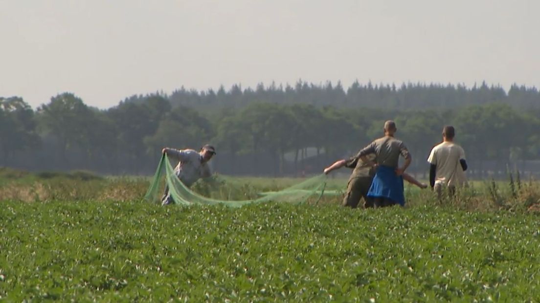 De kwartels worden gevangen met behulp van het net (Rechten: RTV Drenthe)