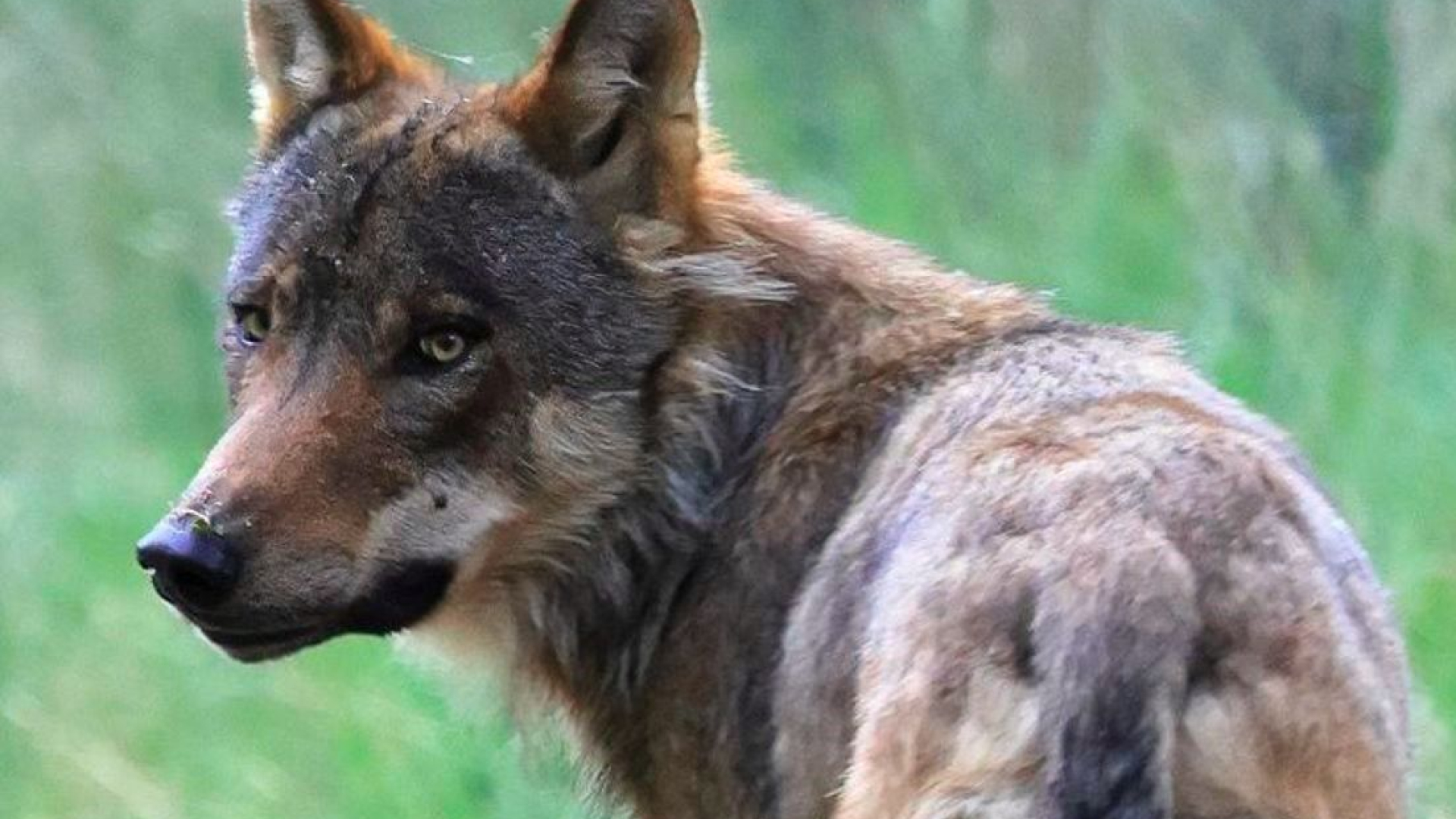 Vergunning voor afschieten wolf verlengd
