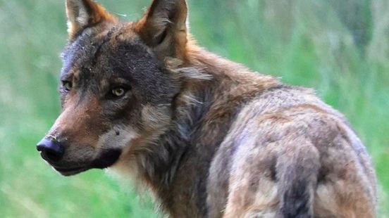 Vergunning voor afschieten wolf verlengd