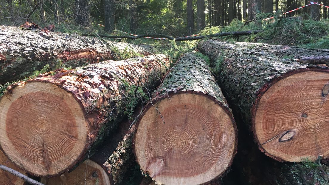 Drie hectare lariksbos wordt gekapt
(Rechten: RTV Drenthe/Marjolein Lauret)