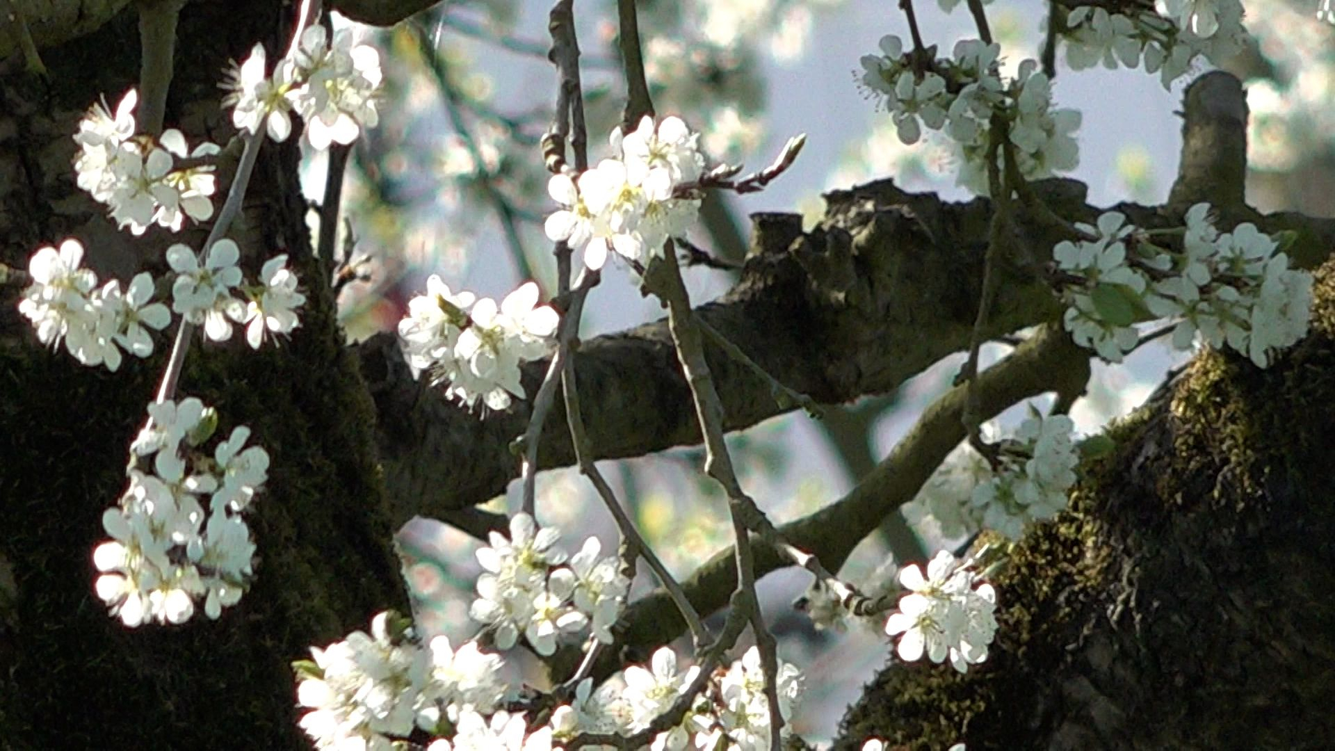 114 kilometer rijden om de bloesem in de Betuwe te zien