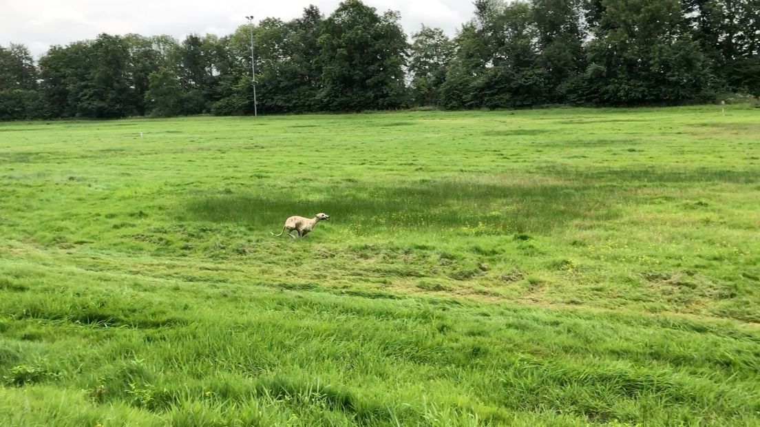 Met zestig kilometer per uur in achtervolging op 'de haas'