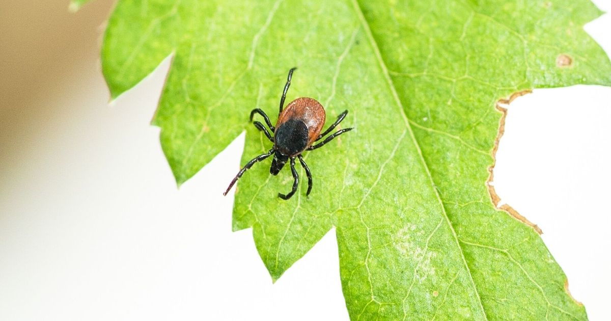 地域によってダニ刺されの確率に大きな違いがあるが、なぜなのかが大きな疑問である。