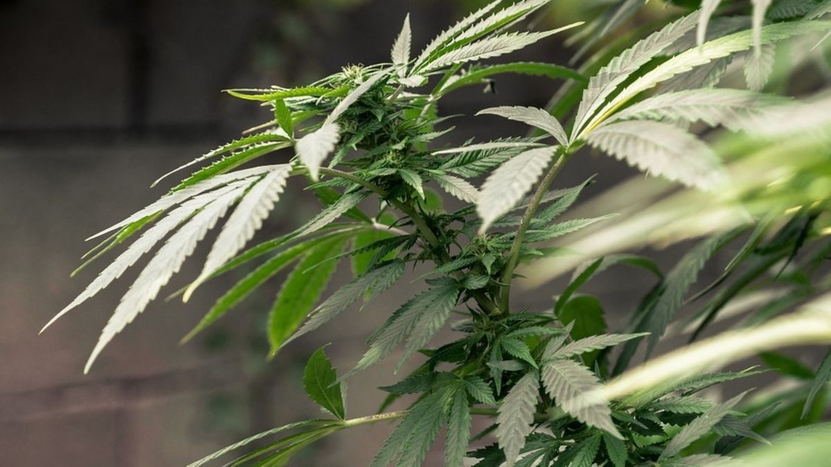 Drie verdachten aangehouden voor hennepkwekerij in Arum | Paasvuur Elsloo gaat niet door