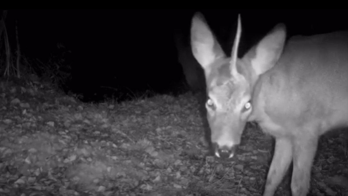 Bijzonder: eenhoorn gespot in natuurgebied