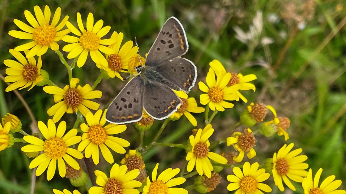 Jacobskruiskruid trekt veel insecten aan, zoals deze bruine vuurvlinder.