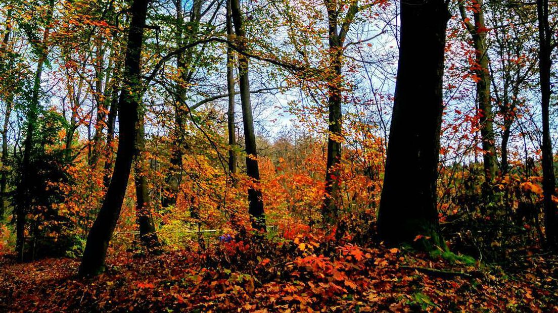 Bladeren verkleuren in de herfst van groen naar rood, oranje en geel.