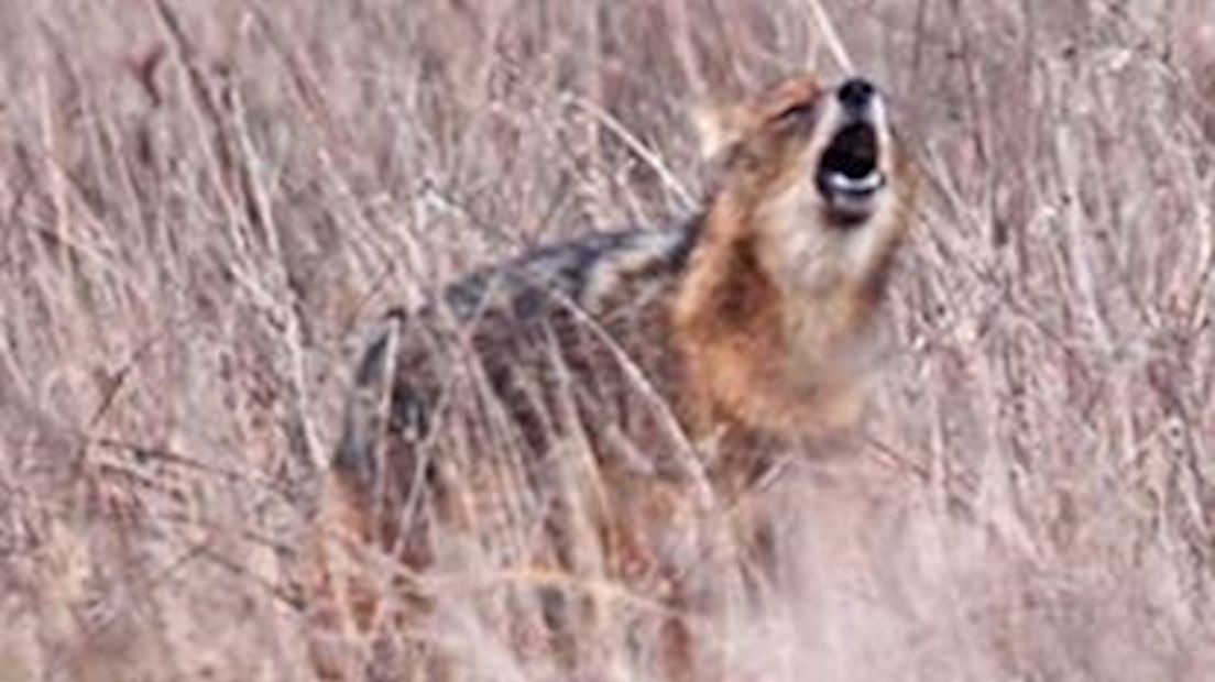 Na de wolf kunnen we ons nu opmaken voor de komst van de goudjakhals