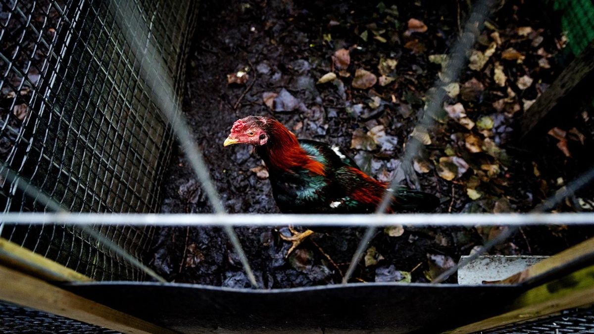 Zwollenaar moet de cel in voor houden vechthanen