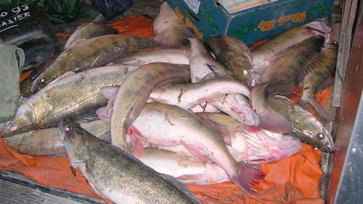 Duitsers gepakt voor visstroperij