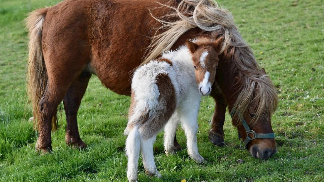 Paarden en Pony's