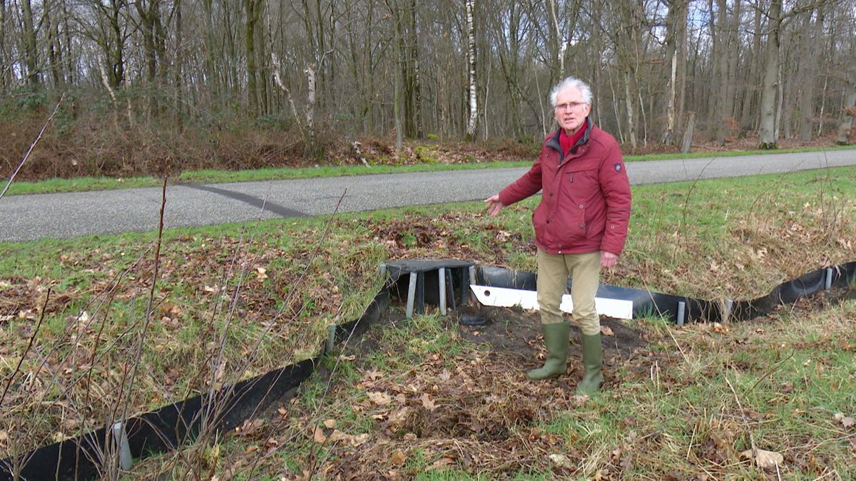 Paddentrek in volle gang merken ze in Gasteren