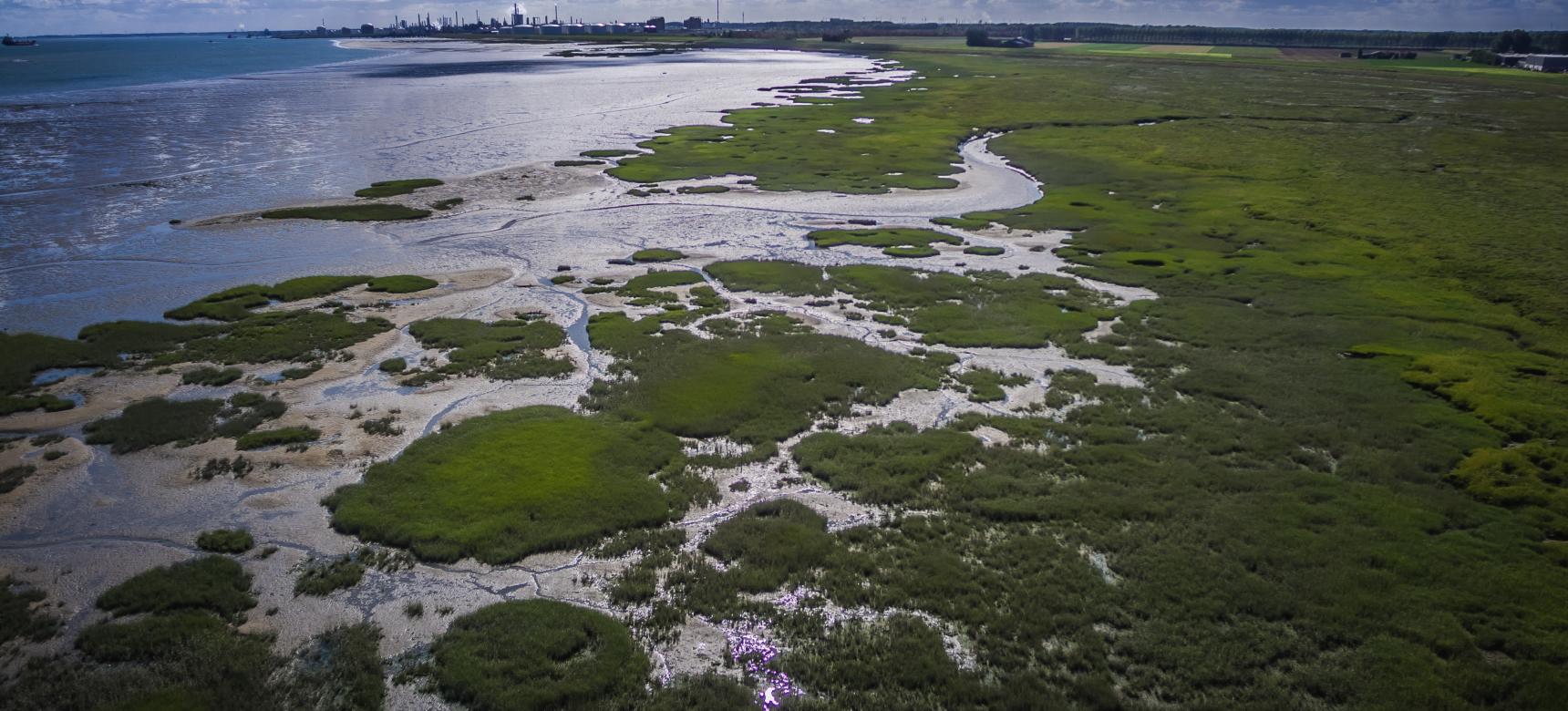 'Nieuwe eilanden voor de Zeeuwse kust klinken aantrekkelijk, maar de natuur betaalt de prijs'