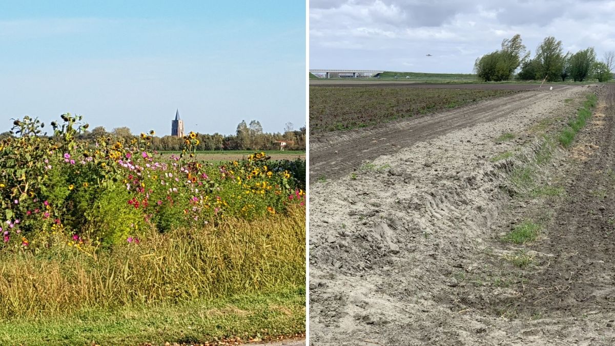 Van bloemenranden naar keverbanken langs de akkers: dit fenomeen wint stilaan terrein
