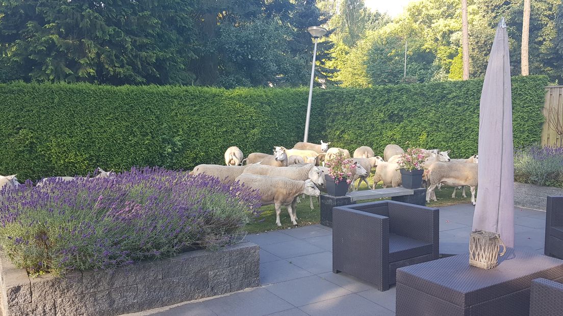 Inwoners van Harderwijk keken raar op toen ze na hun nachtrust de gordijnen openden en oog-in-oog kwamen te staan met enkele tientallen schapen in hun tuinen. De dieren waren vanochtend vroeg losgebroken uit hun wei bij de Ceintuurbaan.