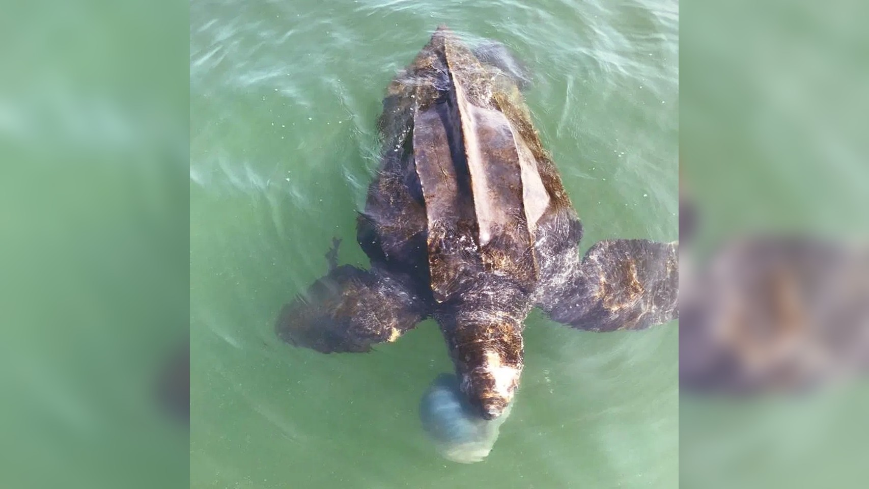 Lederschildpad gedijt goed in Oosterschelde; 'Geen enkele reden voor